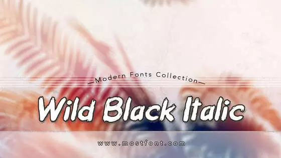 「Wild-Black-Italic」字体排版图片